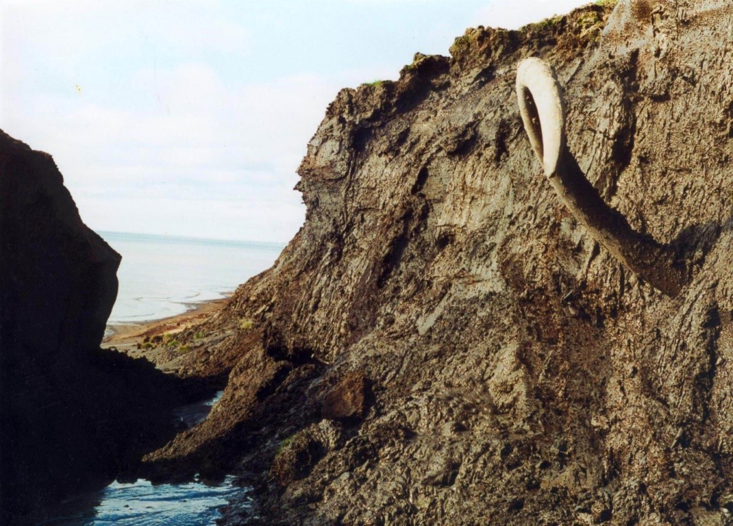 Рис.4. Вытаивающий в разрушающейся береговой толще горных пород бивень мамонта. Фото М.Н.Григорьева