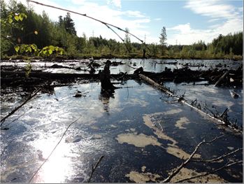 Рис.&nbsp;1. Нефтезагрязненный участок на территории одного из месторождений углеводородов в Западной Сибири