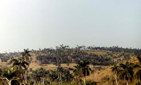 Рис. 3. Типичный зимний пейзаж между Гаваной и Матансасом (вся трава съедена начисто)