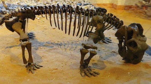 Рис. 4. Восстановленный скелет яйцекладущего существа размером с кошку, кости которого были найдены в Антарктиде [2]