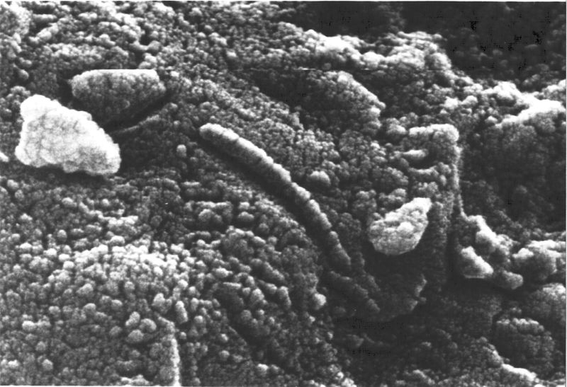 Рис. 22. Поверхность метеорита ALH 84001 марсианского происхождения под сканирующим электронным микроскопом. Видны структуры, напоминающие бактерии [29]