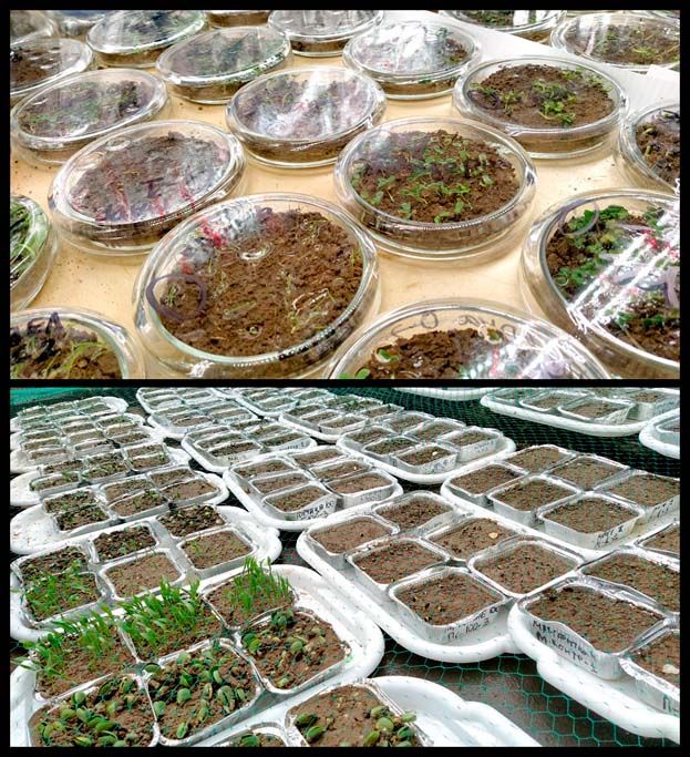 Рис. 1. Прорастание семян в закрытых чашках Петри (вверху) и открытых вегетационных ёмкостях (внизу)
