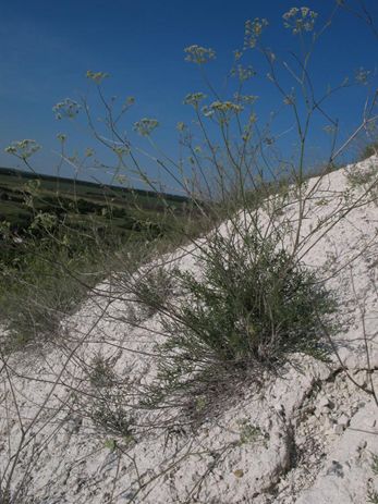 Рис. 8. Бедренец скальный (Pimpinella tragium) на крутом склоне скального массива [38]