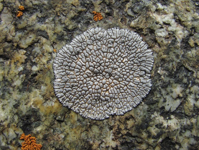 Рис. 9. Лишайники леканоромицеты (Lecanoromycetis) (а,б) на камнях осыпей долины р.Ирикчат, 2700 м (фото Г.Окатова, 2020 [5])