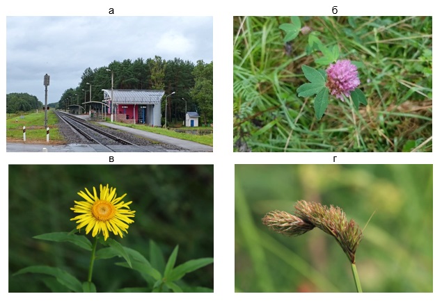 ���. 9. ���������� ������������ ������������� ������ ����� � ������ �� �������� �������� ������ �������������: � � ����� ��� ������������� ������; � � ������ ������� (Trifolium medium); � � ������� ���������� (Inula salicina); � � ����� ������ (Carex leporina) [34]