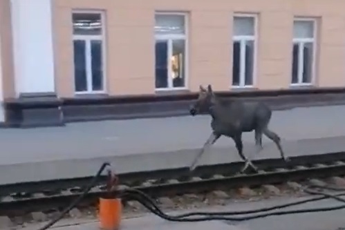 ���. 10. �� ��������������� ������� � ������ ����� ���� (�������� ����: https://people.onliner.by/2021/05/22/)