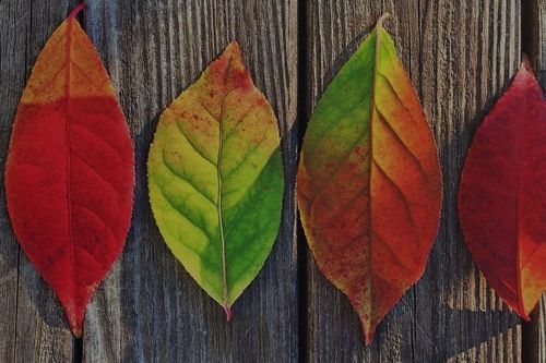 Осенний урожай стандартизации – невежество правит бал