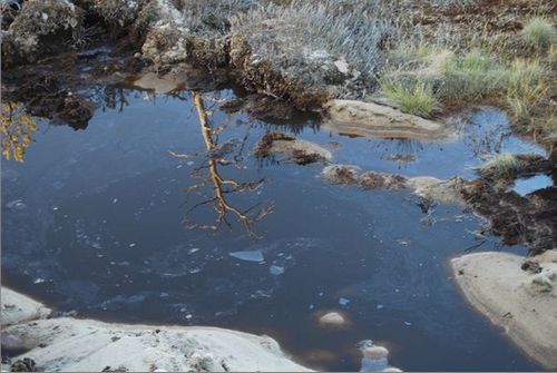 Можно ли добиться эффективной очистки нефтезагрязненных песков с помощью растений и почему?
