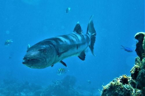 Куба – любовь моя. Глава шестнадцатая. Смена состава