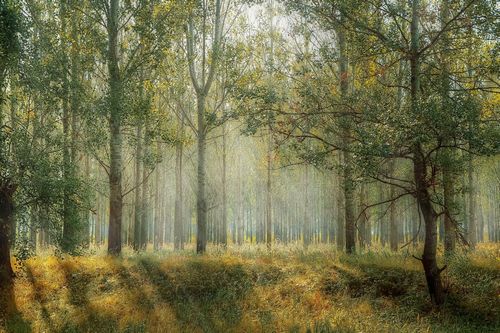 Пригородные леса не успевают очищать воздух от городских выбросов