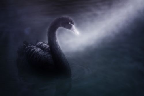 Инженерная геология и Чёрные лебеди