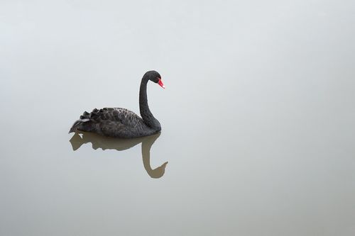 Инженерная геология и Чёрные лебеди. Часть 3. Делаем выводы