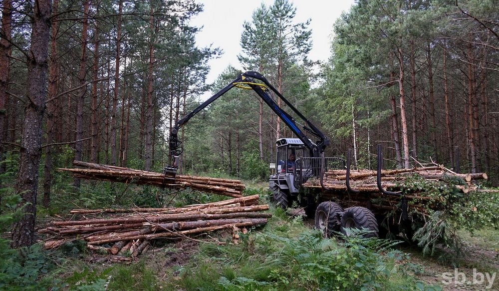 Особенности лесохозяйственных эколого-геологических систем Белоруссии
